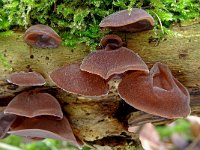 Auricularia auricula-judae 4, Echt judasoor, Saxifraga-Lucien Rommelaars