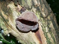 Auricularia auricula-judae 43, Echt judasoor, Saxifraga-Jan Willem Jongepier