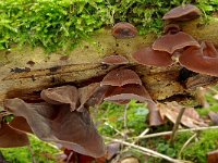 Auricularia auricula-judae 44, Echt judasoor, Saxifraga-Lucien Rommelaars