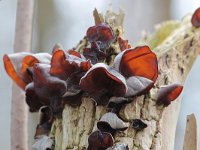 Auricularia auricula-judae 5, Echt judasoor, Saxifraga-Bart Vastenhouw