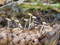 Baeospora myosura 6, Muizenstaartzwam, Saxifraga-Jan Nijendijk