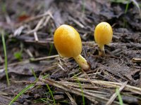 Bolbitius vitellinus 2, Dooiergele mestzwam, Saxifraga-Peter Meininger