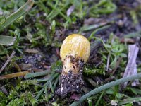 Bolbitius vitellinus 3, Dooiergele mestzwam, Saxifraga-Peter Meininger