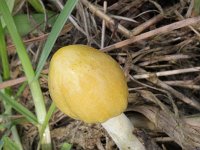 Bolbitius vitellinus 4, Dooiergele mestzwam, Saxifraga-Rutger Barendse