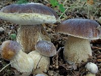 Boletus edulis 6, Gewoon eekhoorntjesbrood, Saxifraga-Lucien Rommelaars