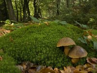 Boletus erythropus