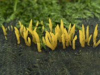 Calocera cornea 10, Geel hoorntje, Saxifraga-Willem van Kruijsbergen