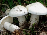 Calocybe gambosa 3, Voorjaarspronkridder, Saxifraga-Lucien Rommelaars