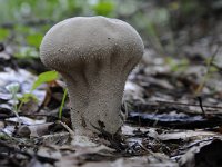 Calvatia excipuliformis 6 Plooivoetstuifzwam, Saxifraga-Luuk Vermeer