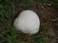 Calvatia gigantea 5, Reuzenbovist, Saxifraga-Luuk Vermeer