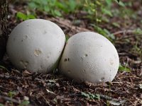 Calvatia gigantea 6, Reuzenbovist, Saxifraga-Luuk Vermeer