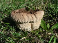 Calvatia utriformis 4, Ruitjesbovist, Saxifraga-Jan Willem Jongepier