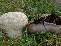 Calvatia utriformis 5, Ruitjesbovist, Saxifraga-Lucien Rommelaars