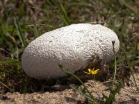 Calvatia utriformis 6, Ruitjesbovist, Saxifraga-Bart Vastenhouw