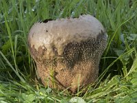 Calvatia utriformis 7, Ruitjesbovist, Saxifraga-Willem van Kruijsbergen