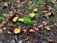 Cantharellus cibarius 10, Hanenkam, Saxifraga-Luuk Vermeer