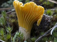 Hanenkam  Yellow chanterelle (Cantharellus cibarius) : autumn, autumnal, fungus, growth, mushroom, natural, nature, Cantharellus, Cantharellus cibarius, chanterelle, Yellow