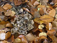 Cantharellus tubaeformis 16, Trechtercantharel, Saxifraga-Luuk Vermeer