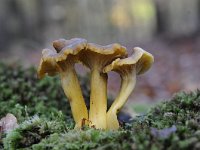 Cantharellus tubaeformis 21, Trechtercantharel, Saxifraga-Luuk Vermeer