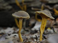 Cantharellus tubaeformis 22, Trechtercantharel, Saxifraga-Luuk Vermeer