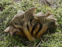 Cantharellus tubaeformis 28, Trechtercantharel, Saxifraga-Willem van Kruijsbergen