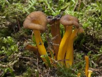 Cantharellus tubaeformis 29, Trechtercantharel, Saxifraga-Willem van Kruijsbergen