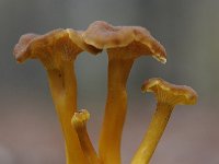 Cantharellus tubaeformis 9, Trechtercantharel, Saxifraga-Luuk Vermeer