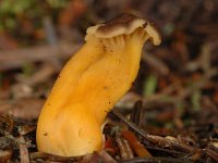 Cantharellus tubeaformis var lutescens 6, Trechtercantharel, Saxifraga-Marijke Verhagen