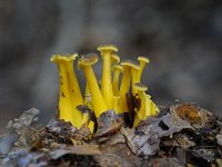 Cantharellus tubaeformis 18, Trechtercantharel, Saxifraga-Luuk Vermeer