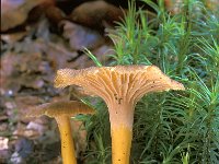 Cantharellus tubaeformis 2,  Trechtercantharel, Saxifraga-Jan de Laat