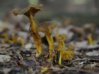 Cantharellus tubaeformis 24, Trechtercantharel, Saxifraga-Luuk Vermeer