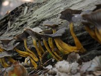 Cantharellus tubaeformis 26, Trechtercantharel, Saxifraga-Luuk Vermeer