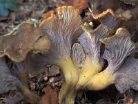 Cantharellus tubaeformis 3, Trechtercantharel, Saxifraga-Jan de Laat