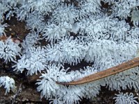 Ceratiomyxa fruticulosa 1, Saxifraga-Lucien Rommelaars