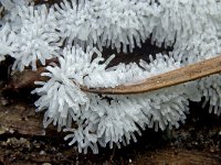 Ceratiomyxa fruticulosa 2, Saxifraga-Lucien Rommelaars