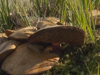 Chalciporus piperatus 4, Peperboleet, Saxifraga-Jan van der Straaten