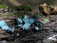 Chlorociboria aeruginascens 12, Gewone kopergroenbekerzwam, Saxifraga-Luuk Vermeer