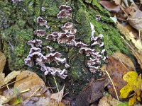 Fungus Silver leaf (Chondrostereum purpureum) on poplar  Fungus Silver leaf (Chondrostereum purpureum) on poplar : autumn, autumnal, Chondrostereum purpureum, curls, curly, fall, fungi, fungus, many, natural, nature, silver leaf, no people, nobody, non urban scene, poplar, populus, rural, rural scene, tree, trunk