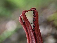 Clathrus archeri 12, Inktviszwam, Saxifraga-Luuk Vermeer