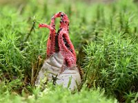 Clathrus archeri 13, Inktviszwam, Saxifraga-Luuk Vermeer