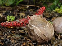 Clathrus archeri 15, Inktviszwam, Saxifraga-Luuk Vermeer