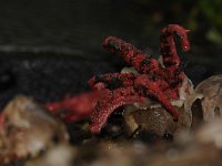 Clathrus archeri 16, Inktviszwam, Saxifraga-Luuk Vermeer