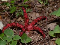 Clathrus archeri 2, Inktviszwam, Saxifraga-Kees Marijnissen