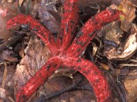 Clathrus archeri 4, Inktviszwam, Saxifraga-Jan de Laat