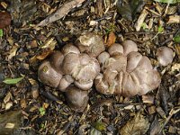 Clathrus archeri 5, Inktviszwam, Saxifraga-Luuk Vermeer