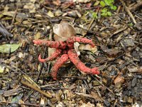 Clathrus archeri 6, Inktviszwam, Saxifraga-Luuk Vermeer