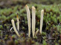 Clavaria argillacea 12, Heideknotszwam, Saxifraga-Luuk Vermeer