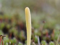 Clavaria argillacea 13, Heideknotszwam, Saxifraga-Luuk Vermeer