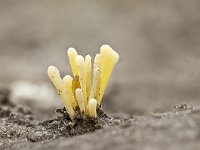 Clavaria argillacea 19, Heideknotszwam, Saxifraga-Luuk Vermeer