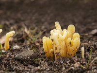 Clavaria argillacea 20, Heideknotszwam, Saxifraga-Luuk Vermeer